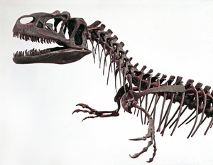 عصور ما قبل التاريخ: هيكل عظمي للديناصور Allosaurus fragilis. فترة العصر الجوراسي الأعلى. المتحف المدني للتاريخ الطبيعي ، ميلانو بواسطة عصور ما قبل التاريخ