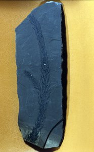 عصور ما قبل التاريخ: Glyptolepsis keuperiana ، صنوبرية متحجرة من العصر الترياسي العلوي ، عصر الميزوزويك. بواسطة عصور ما قبل التاريخ