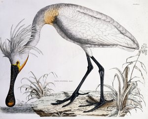 سبون بيل ، 1834 بواسطة بريدو جون سيلبي