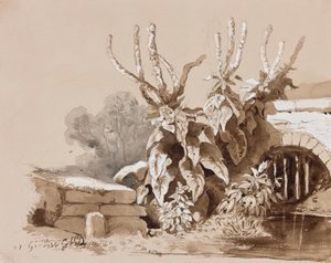 دراسة النباتات من خلال خندق ، مع إضافات من قبل مدرب ، 1856 (قلم رصاص ، يغسل بني داكن و غواش على الورق) بواسطة الأمير Gaetano Maria Federico di Borbone