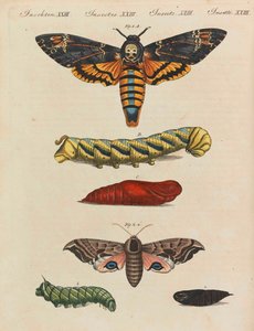 موسوعة الأطفال المصورة للكتاب المصور للأطفال بقلم فريدريش يوهان جاستن بيرتوش ، 1798-1830.