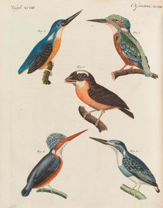 موسوعة الأطفال المصورة للكتاب المصور للأطفال بقلم فريدريش يوهان جاستن بيرتوش ، 1798-1830.