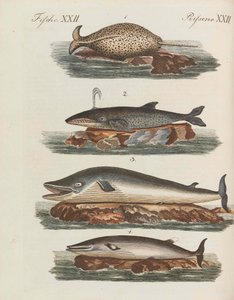 موسوعة الأطفال المصورة للكتاب المصور للأطفال بقلم فريدريش يوهان جاستن بيرتش ، 1798-1830.