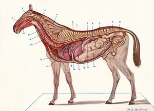 المقطع الرأسي لجسم الحصان ، 1907 ق 1910 بواسطة RE القابضة