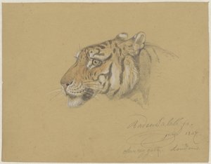 رأس نمر بواسطة رادن صريف بسطمان صالح