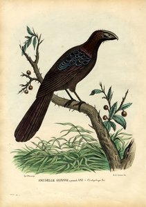 العاني ، 1863-1879 بواسطة رايموندو بيترارويا