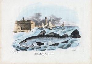 أتلانتيك كود ، 1863-1879 بواسطة رايموندو بيترارويا
