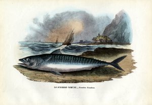 الأطلسي ماكريل ، 1863-1879 بواسطة رايموندو بيترارويا