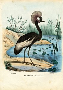 الرافعة السوداء المتوجة ، 1863-1879 بواسطة رايموندو بيترارويا