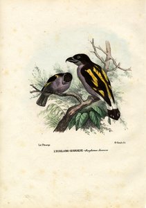 برودبيلس ، 1863-1879 بواسطة رايموندو بيترارويا