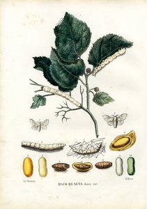 الفراشات ، 1863-1879