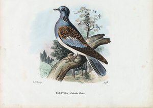 حمامة السلحفاة الأوروبية ، 1863-1879 بواسطة رايموندو بيترارويا
