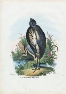 غراي هيرون ، 1863-1879 بواسطة رايموندو بيترارويا