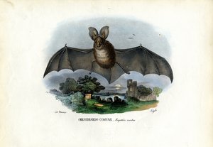 خفاش رمادي طويل الأذن ، 1863-1879 بواسطة رايموندو بيترارويا