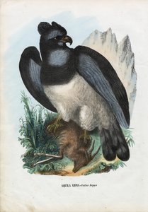 هاربي إيجل ، 1863-1879 بواسطة رايموندو بيترارويا