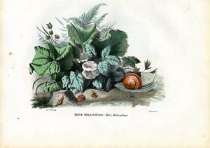 الحلزون الحلزون ، 1863-1879 بواسطة رايموندو بيترارويا
