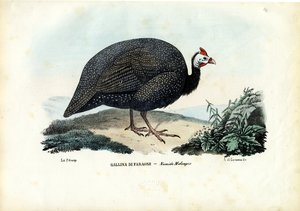 خوذة غينيا ، 1863-1879 بواسطة رايموندو بيترارويا