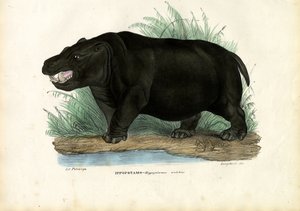 فرس النهر ، 1863-1879 بواسطة رايموندو بيترارويا