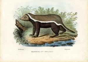 عسل بادجر ، 1863-1879 بواسطة رايموندو بيترارويا