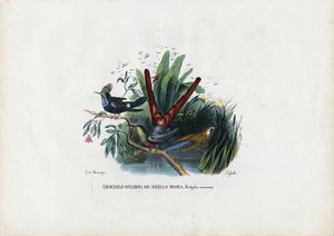 طيور الطنان ، 1863-1879 بواسطة رايموندو بيترارويا