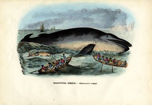الحوت الأحدب ، 1863-1879 بواسطة رايموندو بيترارويا