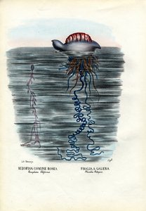 قنديل البحر ، 1863-1879 بواسطة رايموندو بيترارويا