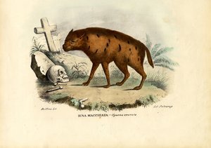ضبع الضبع ، 1863-1879 بواسطة رايموندو بيترارويا