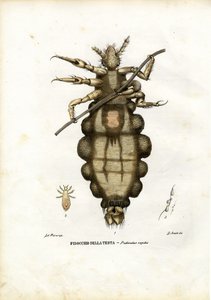 قملة ، 1863-1879