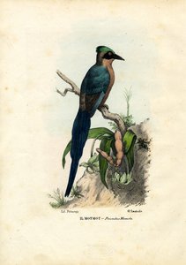 موتموت ، 1863-1879 بواسطة رايموندو بيترارويا