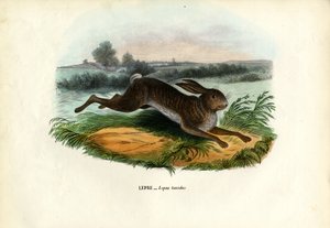 ماونتن هير ، 1863-1879 بواسطة رايموندو بيترارويا