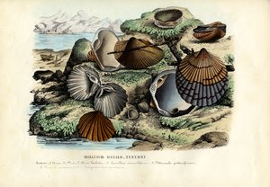 بلح البحر ، 1863-1879