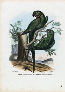 Parekeet الحلقية الوردية ، 1863-1879 بواسطة رايموندو بيترارويا
