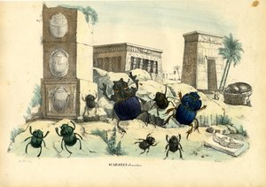 خنافس الجعران ، 1863-1879