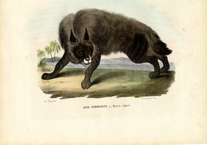 ضبع مخطط ، 1863-1879 بواسطة رايموندو بيترارويا