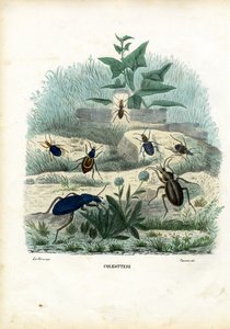 خنافس النمر والأرض ، 1863-1879