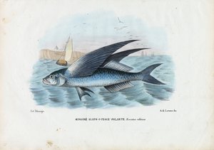 سمكة طائرتين استوائيتين ، 1863-1879 بواسطة رايموندو بيترارويا