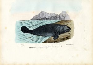 خروف الهند الغربي ، 1863-1879 بواسطة رايموندو بيترارويا
