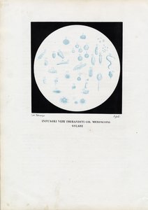 عجلة الحيوان ، 1863-1879 بواسطة رايموندو بيترارويا