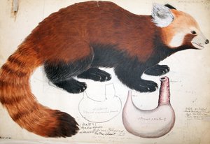 مخطوطات هودجسون ريد باندا ، 1831-1847 (مرحاض ، قلم حبر وقلم رصاص على ورق) بواسطة راج مان سينغ