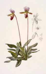 Paphiopedilum barbatum (زيت على ورق)