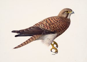 دراسة لأنثى طائر العاسوق (زيت على ورق)