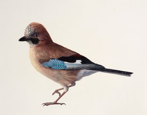 دراسة طائر الزاغ (زيت على ورق)