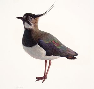 دراسة طائر الببغاء (زيت على ورق)