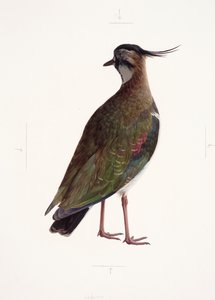 دراسة طائر الببغاء (زيت على ورق)