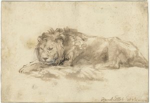 الأسد الكذب (Liggend leeuw). 1650-59 بواسطة رامبرانت فان راين