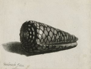 الصدف (كونوس مارموروس) ، 1650 بواسطة رامبرانت فان راين