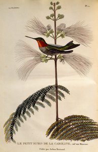 الطائر الطنان ياقوتي الحلق (Archilochus colubris)، نقش من Les trochilidees ou les colibris et les oiseaux-mouches بواسطة درس رينيه التمهيدي