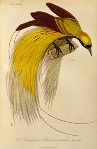 ذكر بالغ من طائر الجنة الصغرى (الجنة الصغرى) ، نقش من التاريخ الطبيعي لطيور الجنة و Epimagues