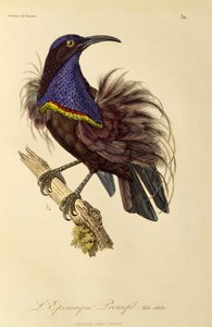 ذكر بالغ من طائر الفردوس Riflebird (Ptiloris paradiseus) ، نقش من التاريخ الطبيعي لطيور الجنة و Epimagues