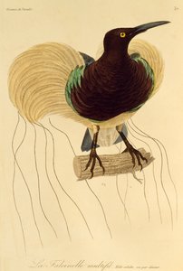 ذكر بالغ من طيور الجنة ذات الاثني عشر سلكًا (Seleucidis melanoleuca)، نقش من التاريخ الطبيعي لطيور الجنة وEpimagues